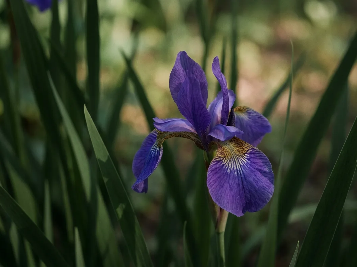 Iris flower in bloom