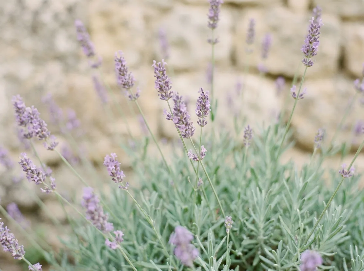 Lavender flower in bloom